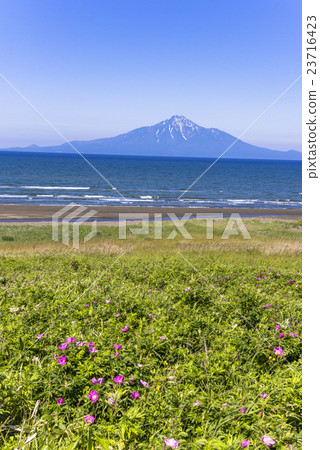 從Sarobetsu野生動物Rishiriyama 23716423