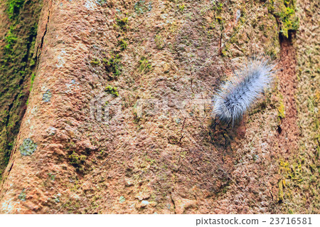 beautiful big worm movement on tree beautiful big worm movement on tree 23716581