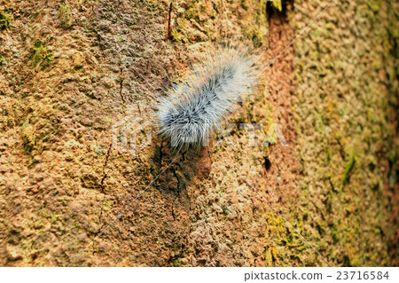beautiful big worm movement on tree beautiful big worm movement on tree 23716584