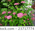 Pink Annabel 23717774