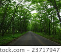 Tunnel in the forest 23717947