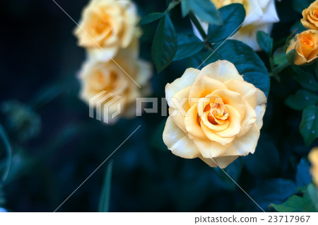 Rose bushes with yellow blossoms and bud 23717967
