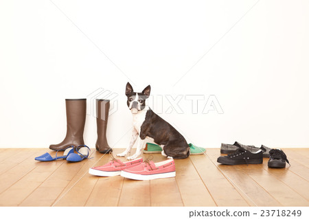 Boston Terrier Shoes Boston Terrier Shoes 23718249