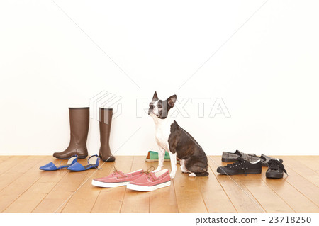 波士頓梗犬鞋 23718250