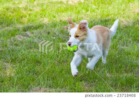 Border collie puppy. 23718408