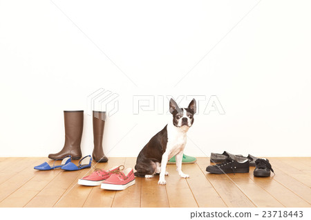 Boston Terrier Shoes 23718443
