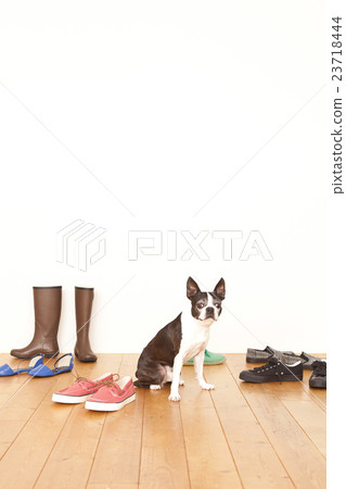 波士頓梗犬鞋 波士頓梗犬鞋 23718444