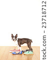 Boston Terrier Shoes 23718712