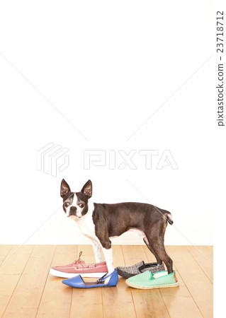 Boston Terrier Shoes 23718712