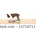 Boston Terrier Shoes 23718713