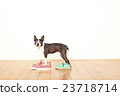 Boston Terrier Shoes 23718714
