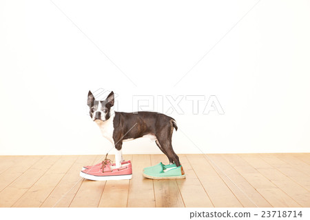 Boston Terrier Shoes Boston Terrier Shoes 23718714