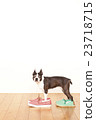 Boston Terrier Shoes 23718715