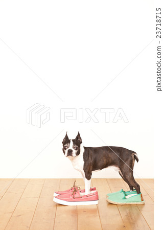 Boston Terrier Shoes 23718715