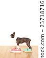 Boston Terrier Shoes 23718716
