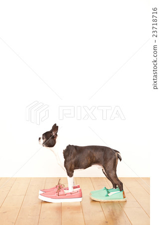 波士頓梗犬鞋 波士頓梗犬鞋 23718716
