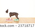 Boston Terrier Shoes 23718717