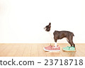 Boston Terrier Shoes 23718718