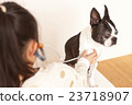 Boston Terrier Stethoscope 23718907