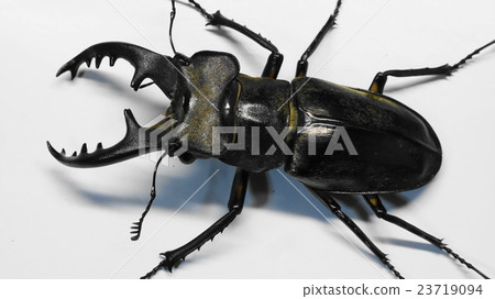 高砂深山鍬形蟲 照片素材 圖片 圖庫