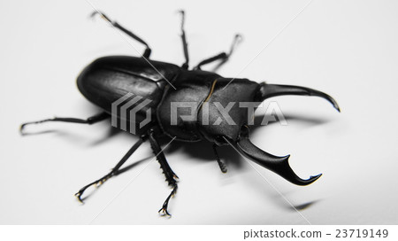 Dorcus rectus Dorcus rectus 23719149