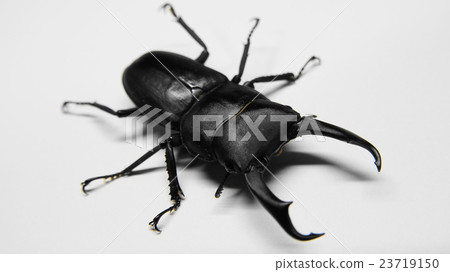 Dorcus rectus Dorcus rectus 23719150