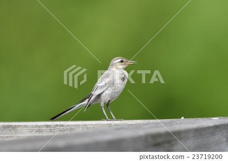 A young bird of a cabbage 23719200