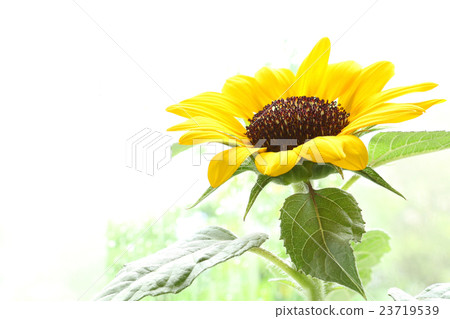 Sunflower white background 23719539