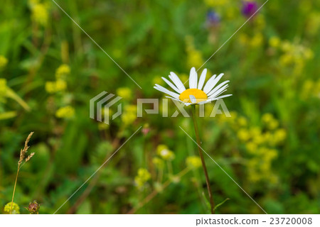 Wild chamomile on a meadow 23720008