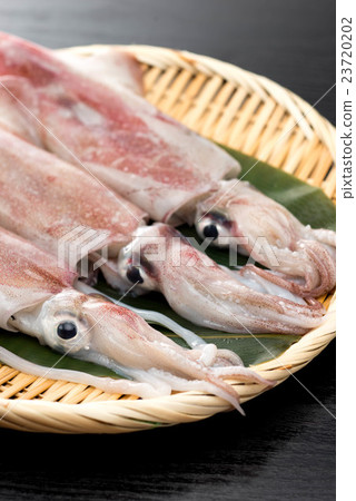 肯·薩基墨魚 23720202