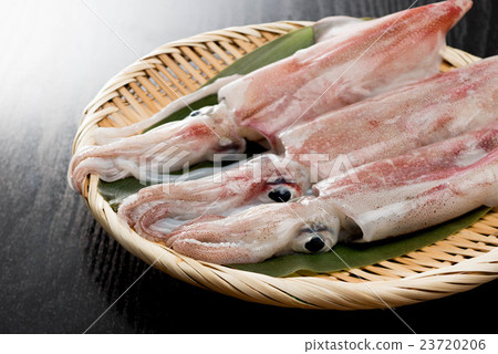 肯·薩基墨魚 23720206