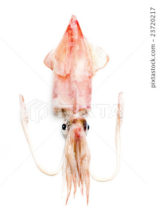 肯·薩基墨魚 肯·薩基墨魚 23720217