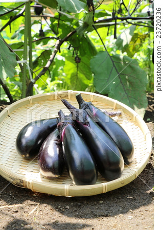 收穫茄子 收穫茄子 23720236