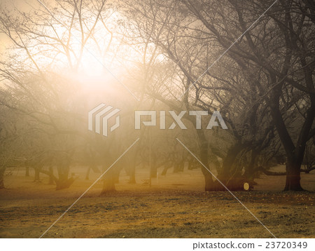 Morning mist forest 23720349