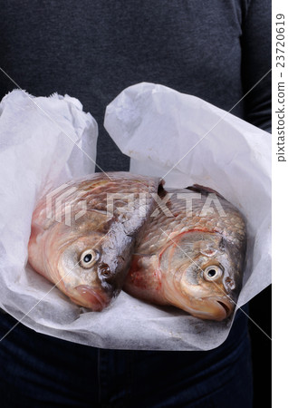 Fresh  crucian carp 23720619