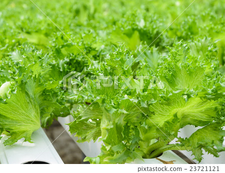 Fillie Iceburg leaf lettuce vegetables plantation Fillie Iceburg leaf lettuce vegetables plantation 23721121