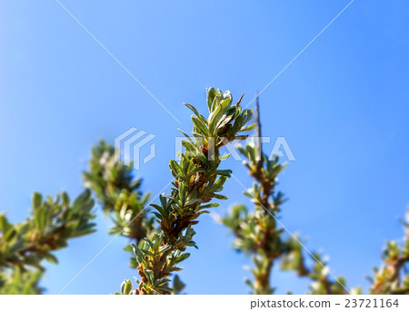 Young leaves of sea buckthorn Young leaves of sea buckthorn 23721164
