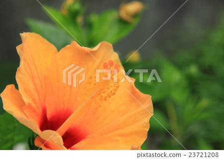 Hibiscus Hibiscus 23721208