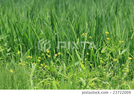 Inner rice terrace 23722009