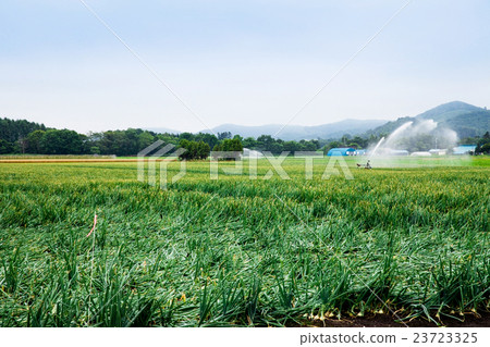 Yuibetsu onions field 23723325