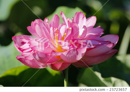 Lotus flower Lotus flower 23723657