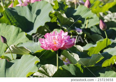 Lotus flower Lotus flower 23723658