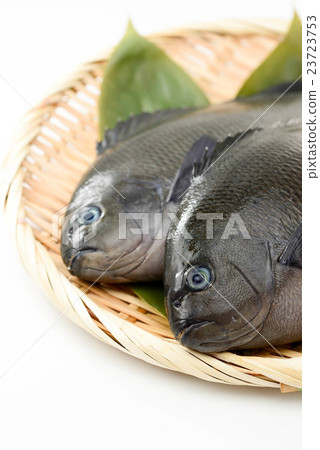 Medina Medina 23723753