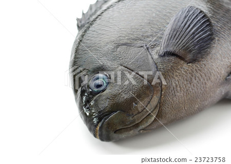 梅迪納 梅迪納 23723758