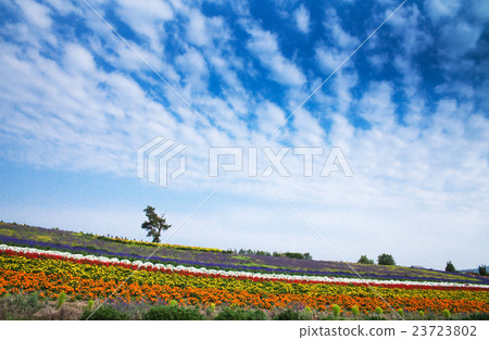 Hill landscape Biei lesbian hills 23723802