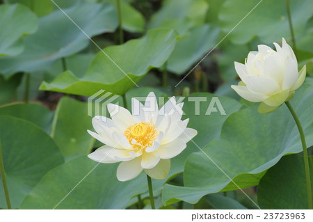 Lotus flower  23723963