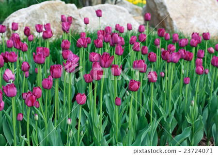 Beautiful purple tulips flowerbed closeup. Flower 23724071