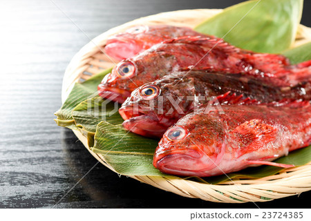 蝎子魚 23724385