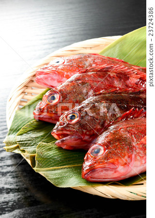 蝎子魚 蝎子魚 23724386