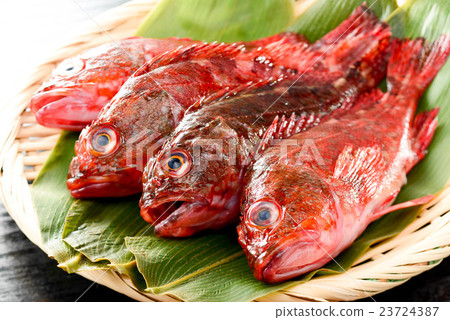 Scorpion fish 23724387